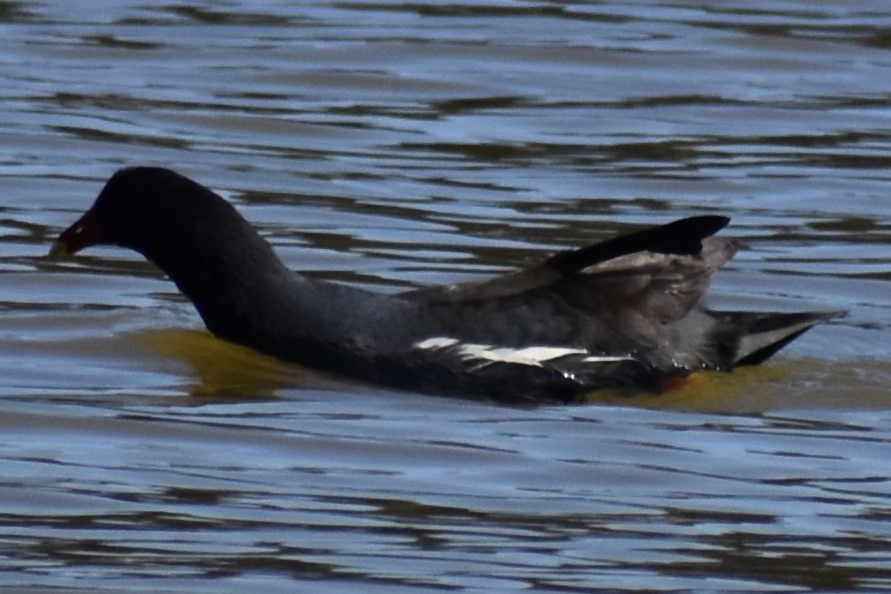 Common Gallinule - ML643160690