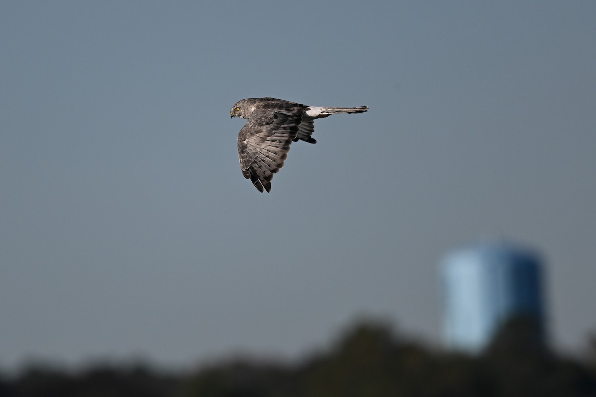 Northern Harrier - ML643160691
