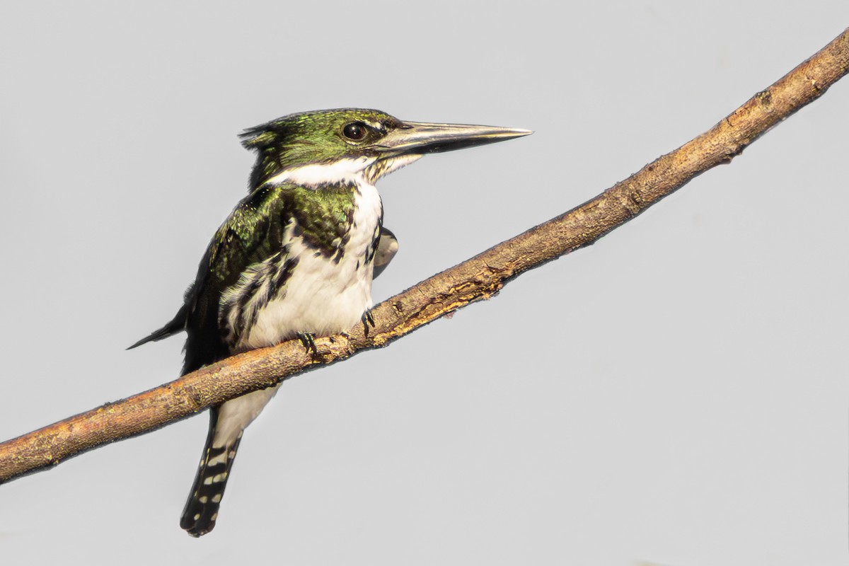 Amazon Kingfisher - ML643160692