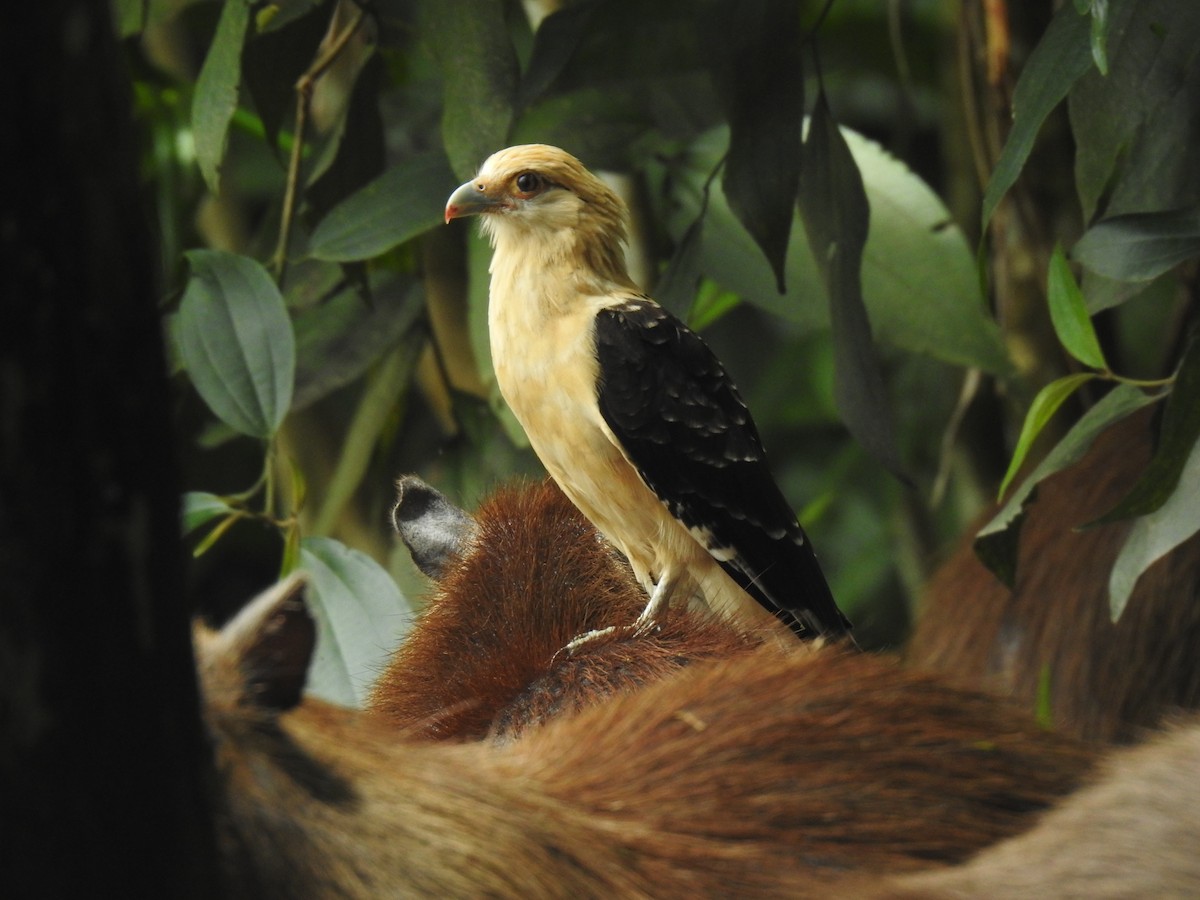 Yellow-headed Caracara - ML643160693