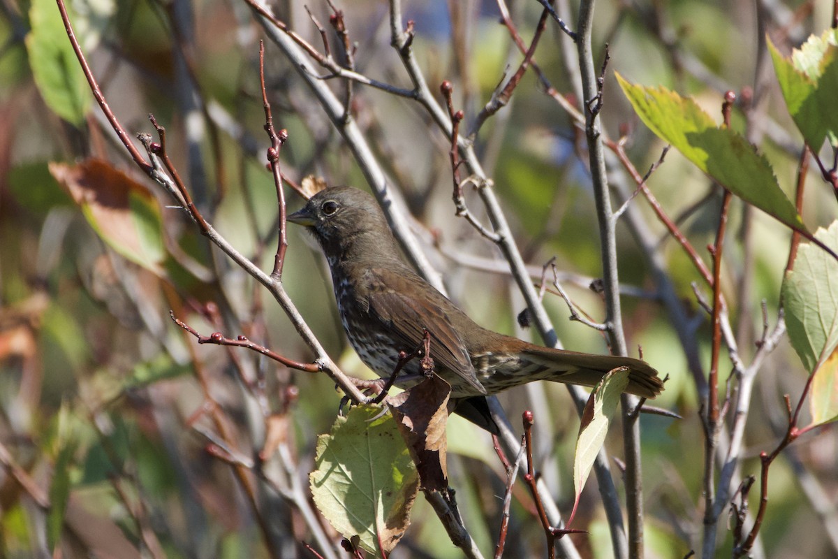 Fox Sparrow - ML643160696