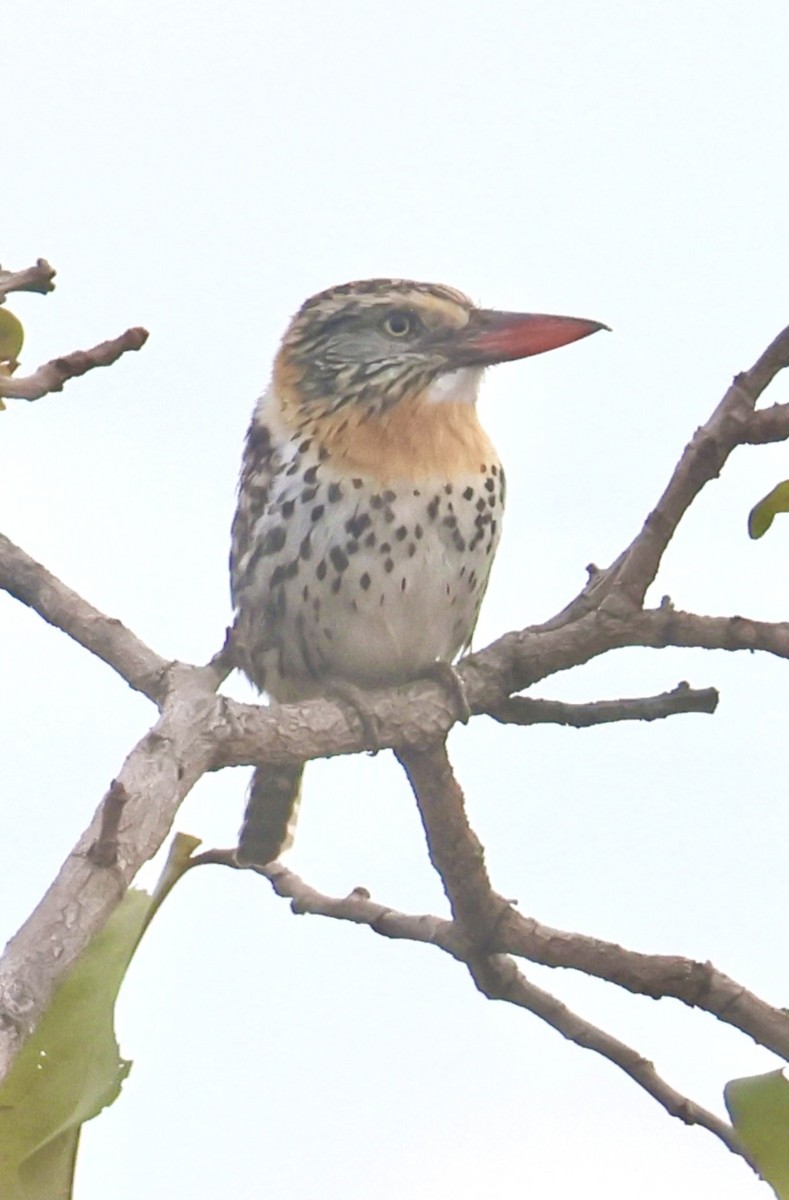 Spot-backed Puffbird - ML643160703