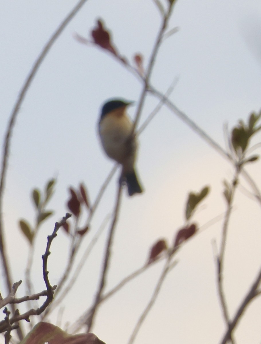 Spot-backed Puffbird - ML643160704