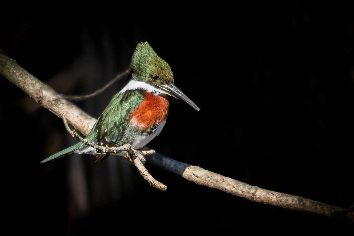 Green Kingfisher - ML643160706