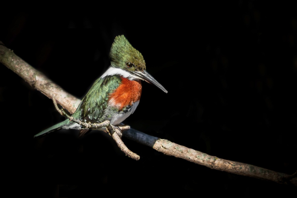 Green Kingfisher - ML643160707