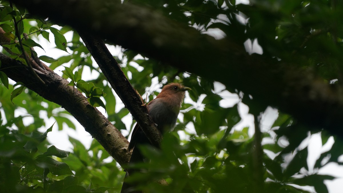 Squirrel Cuckoo - ML643160708