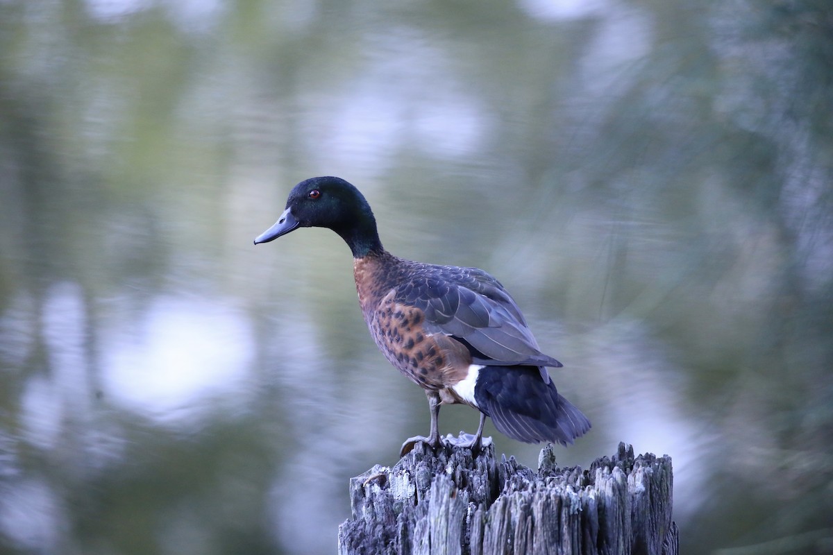 Chestnut Teal - ML643160709