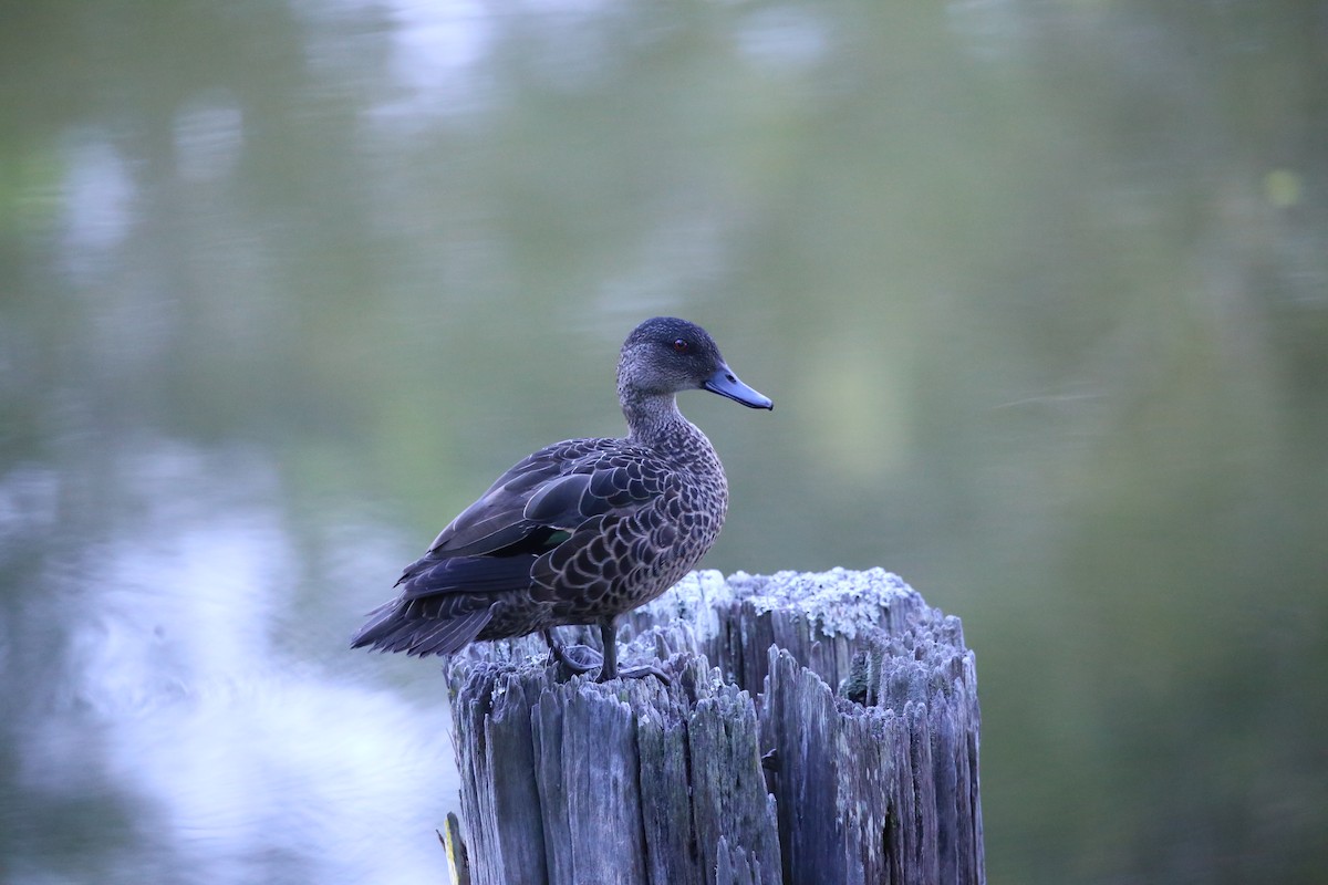 Chestnut Teal - ML643160710