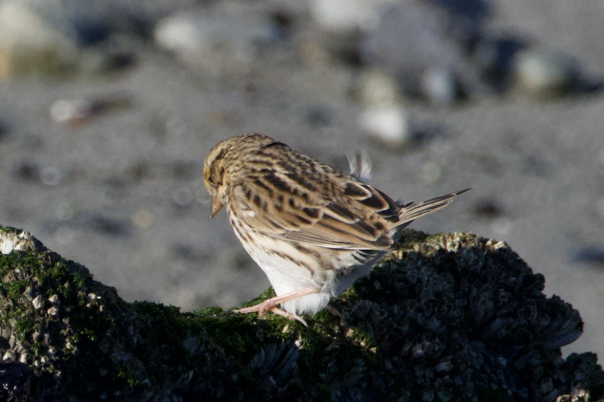 Savannah Sparrow - ML643160711