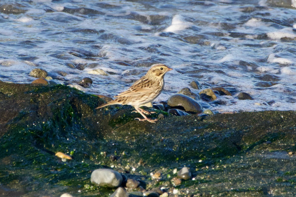 Savannah Sparrow - ML643160712