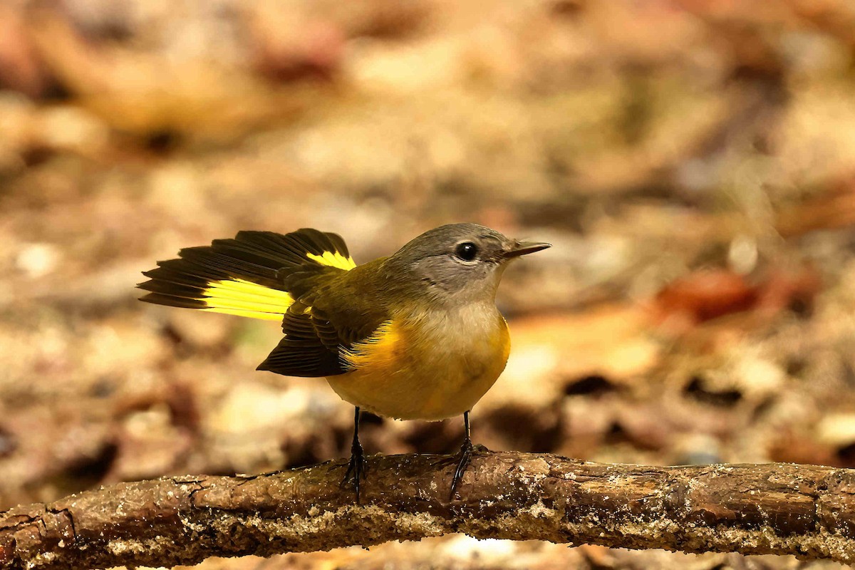 American Redstart - ML643160713