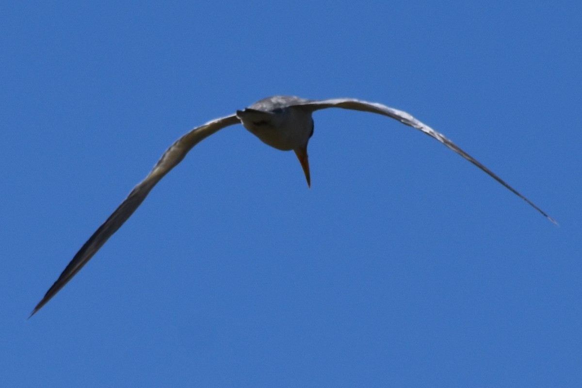 Large-billed Tern - ML643160718