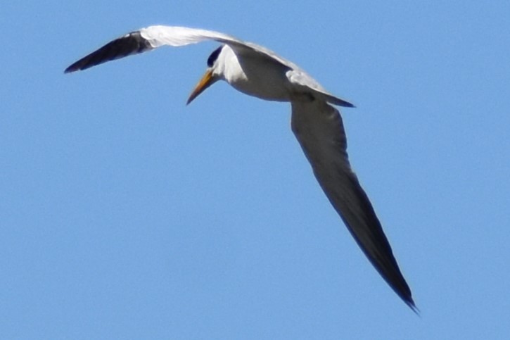 Large-billed Tern - ML643160719