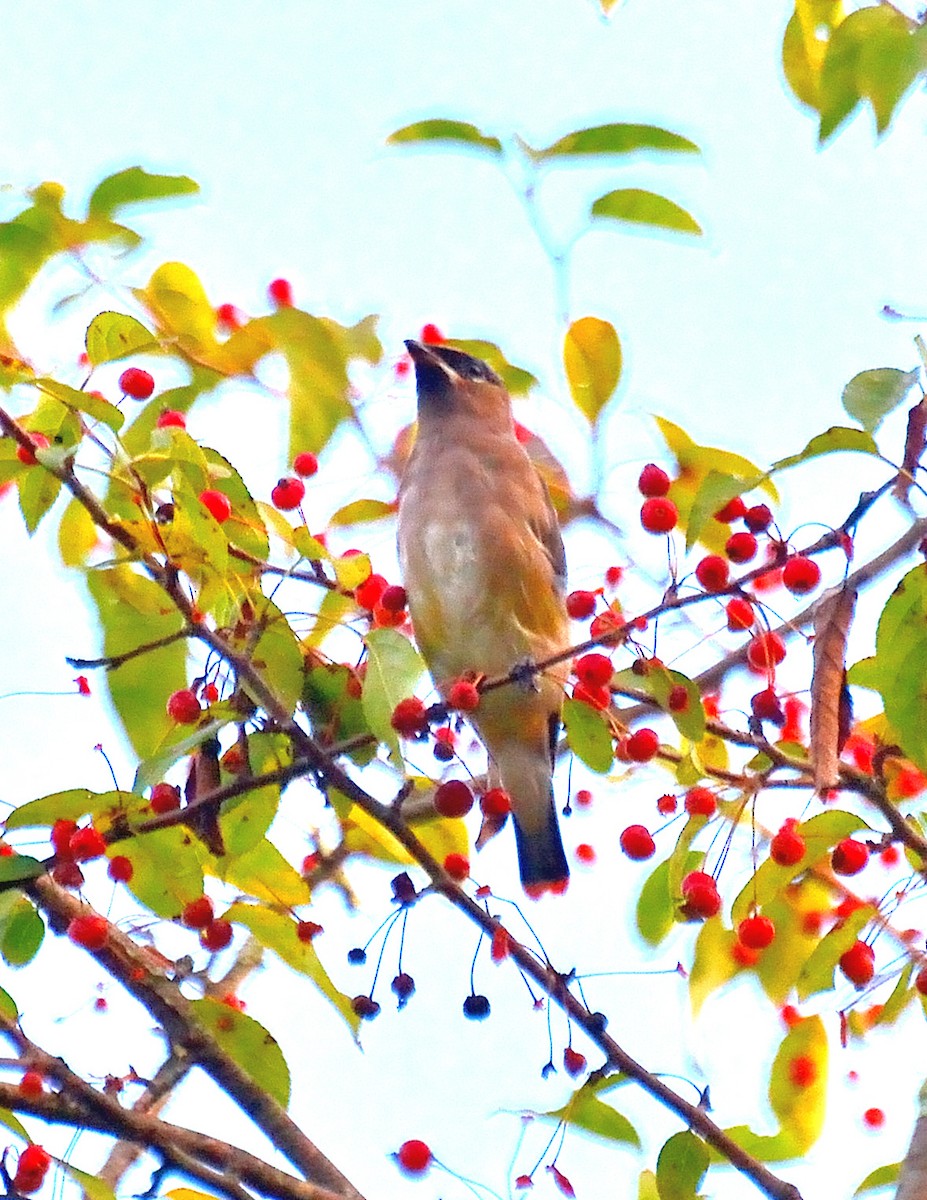brkoslav americký - ML643160747