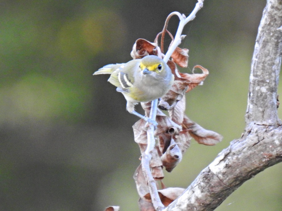 Ak Gözlü Vireo - ML643160778