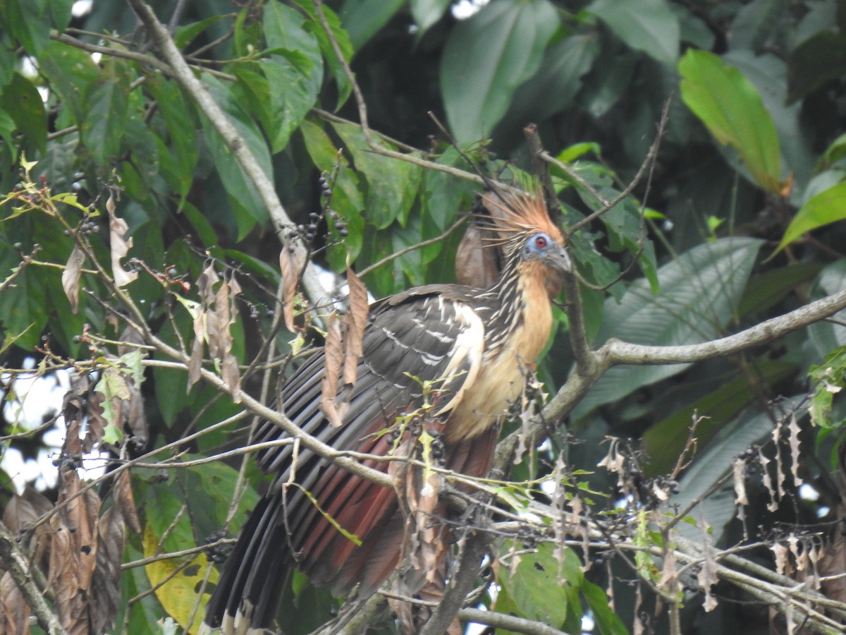 Hoatzin - ML643160779