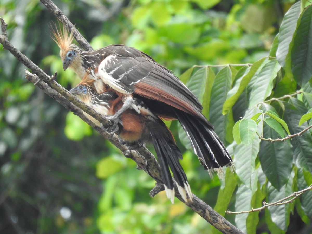 Hoatzin - ML643160780
