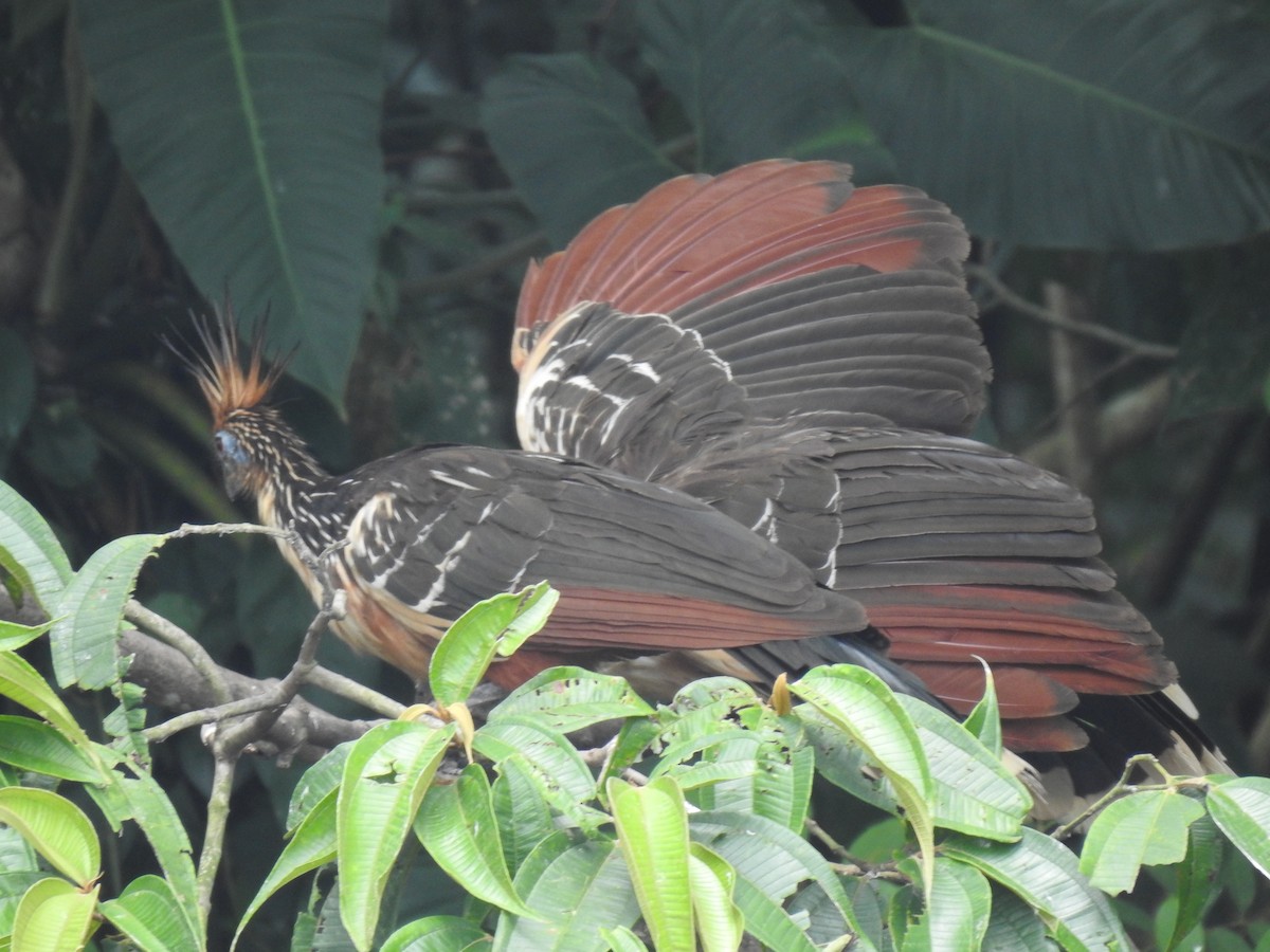 Hoatzin - ML643160781