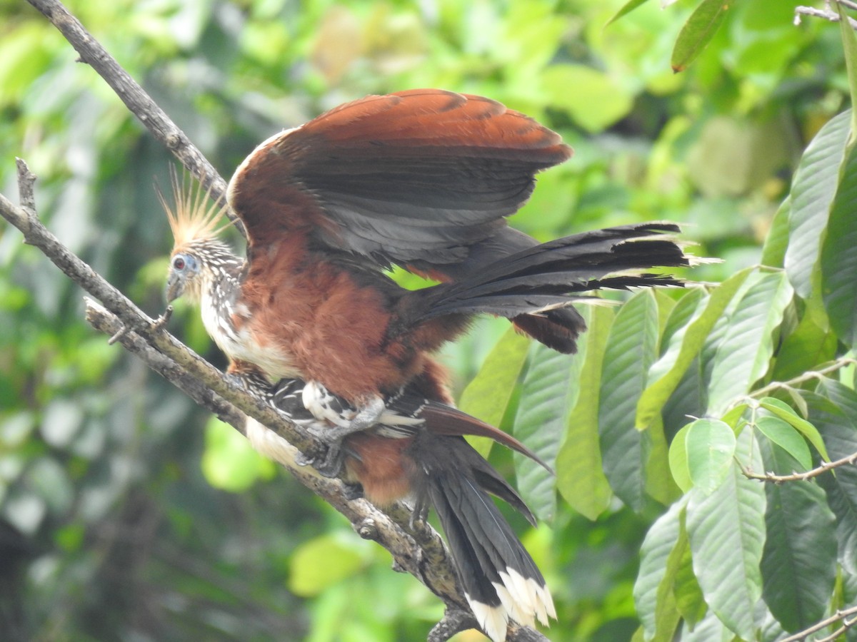 Hoatzin - ML643160782