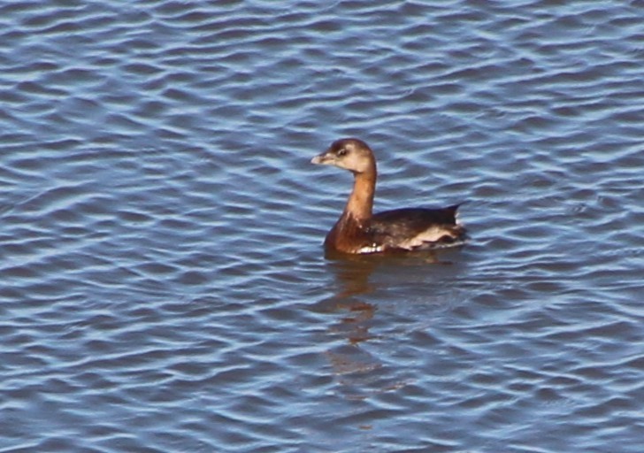 ringnebbdykker - ML643160814
