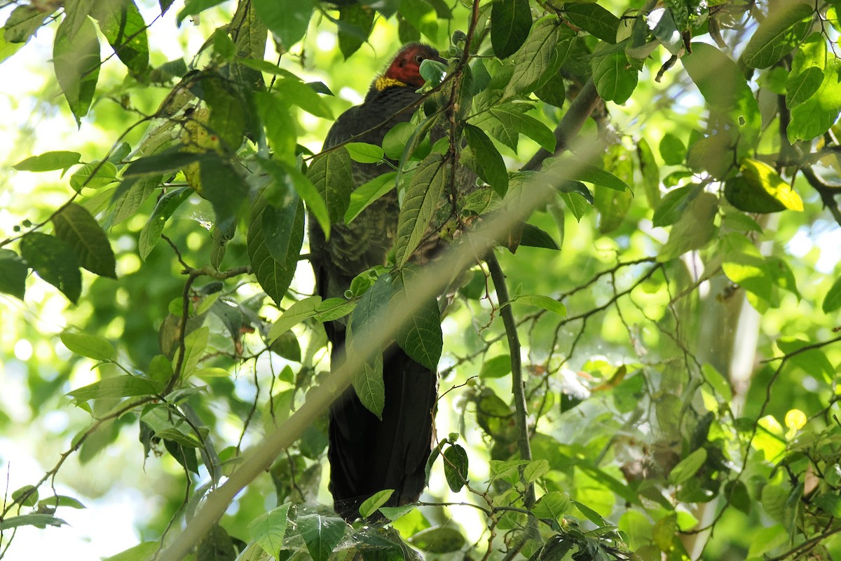 Australian Brushturkey - ML643160823
