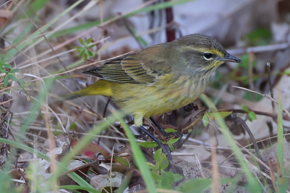 Palm Warbler - ML643160826