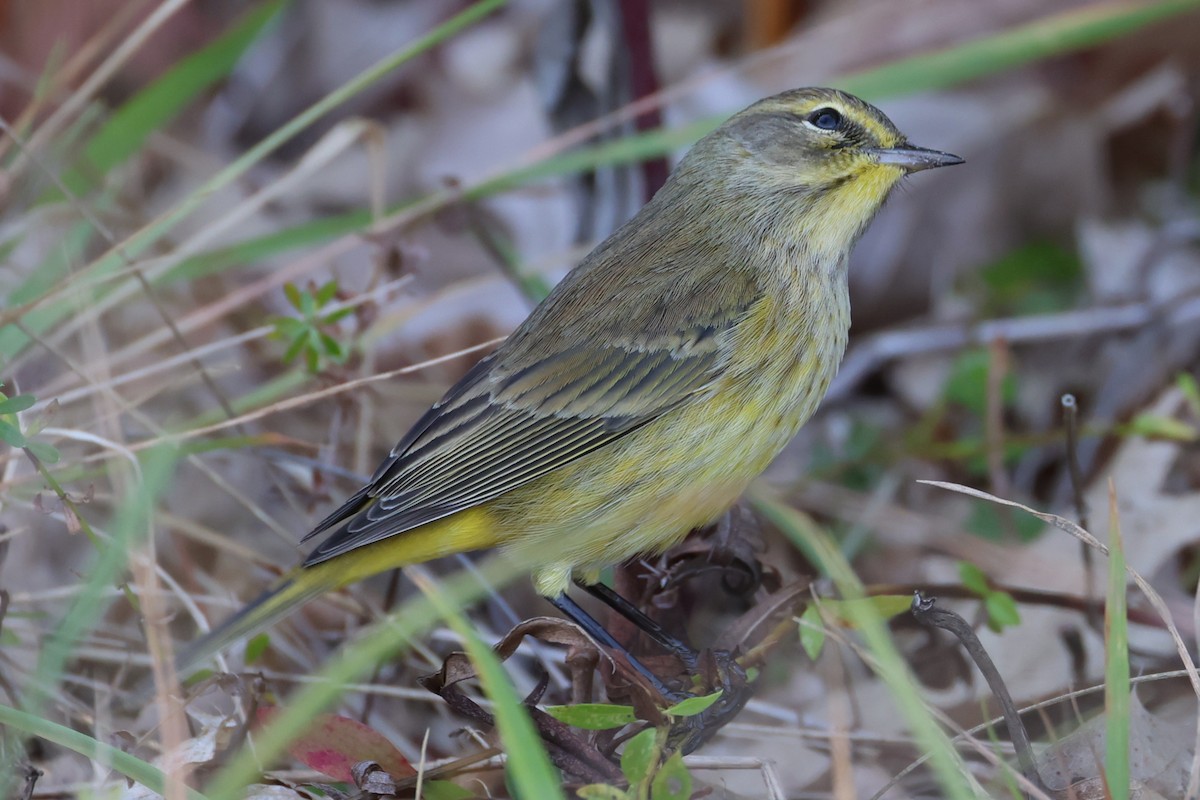 Palm Warbler - ML643160827
