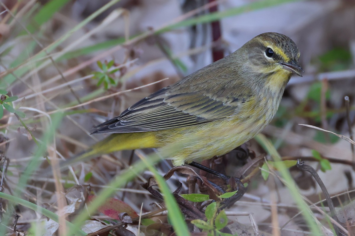 Palm Warbler - ML643160828