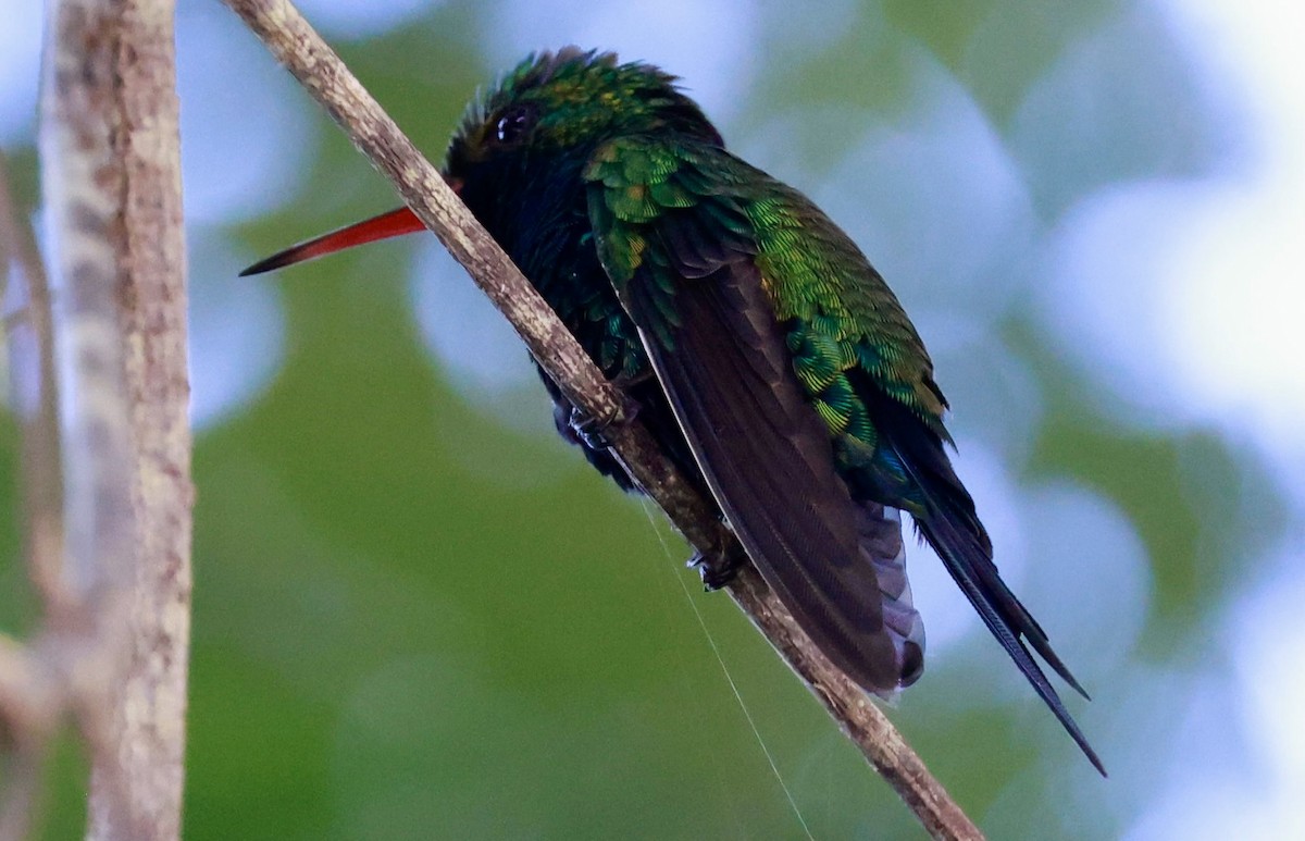 Cozumel Emerald - ML643160832