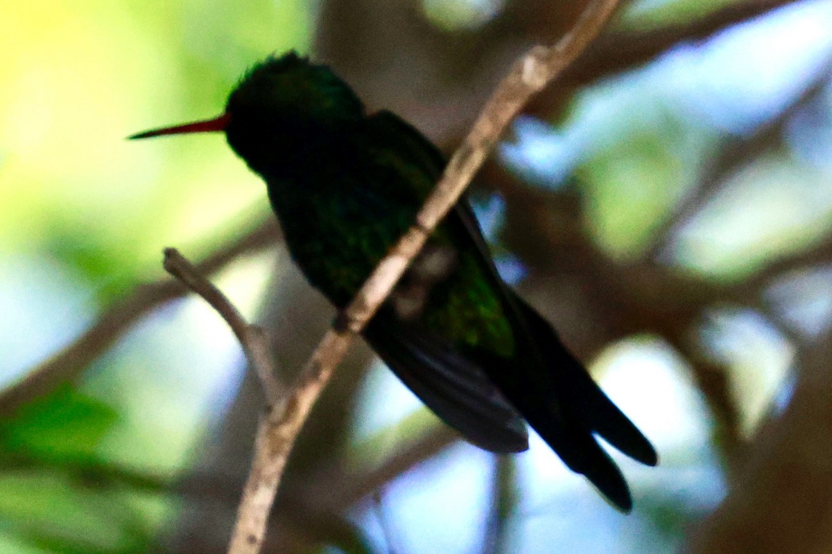 Cozumel Emerald - ML643160833