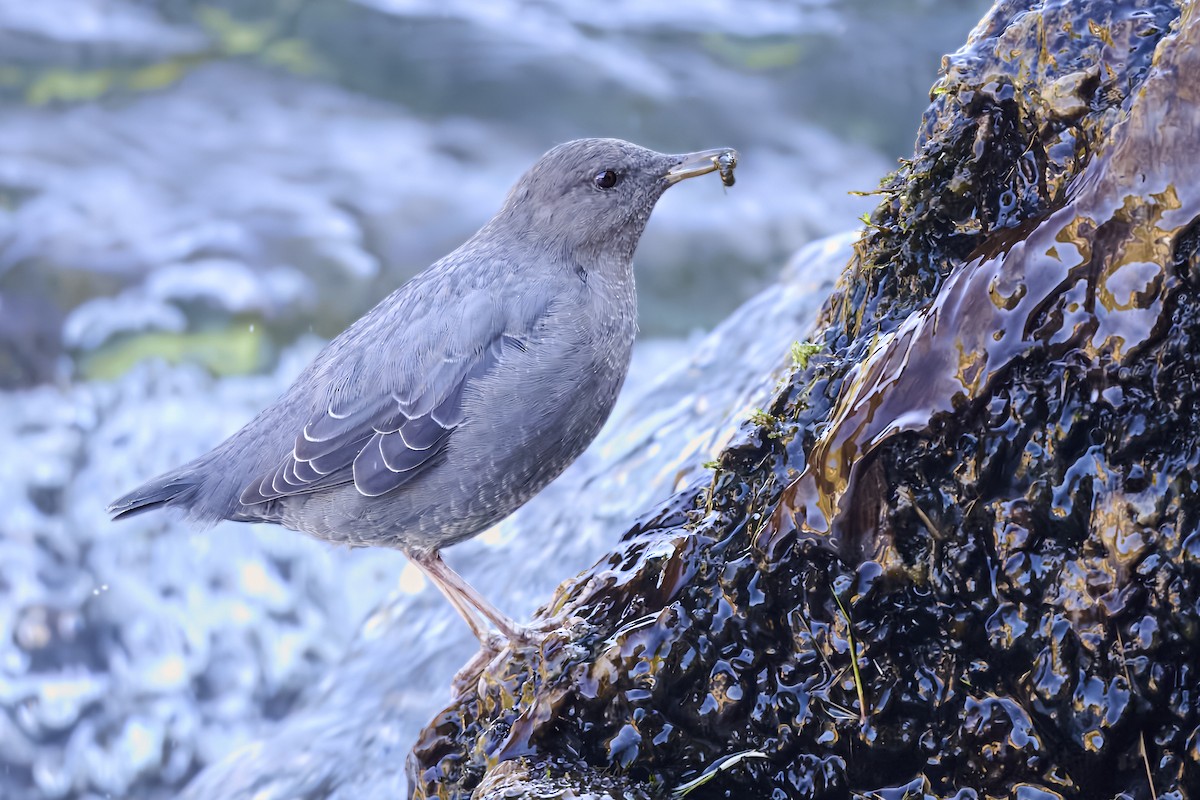 American Dipper - ML643160869