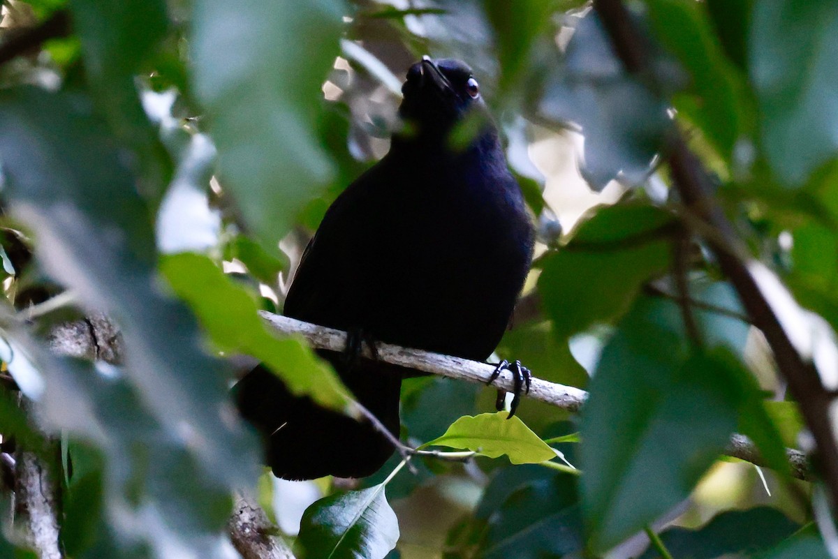 Black Catbird - ML643160874