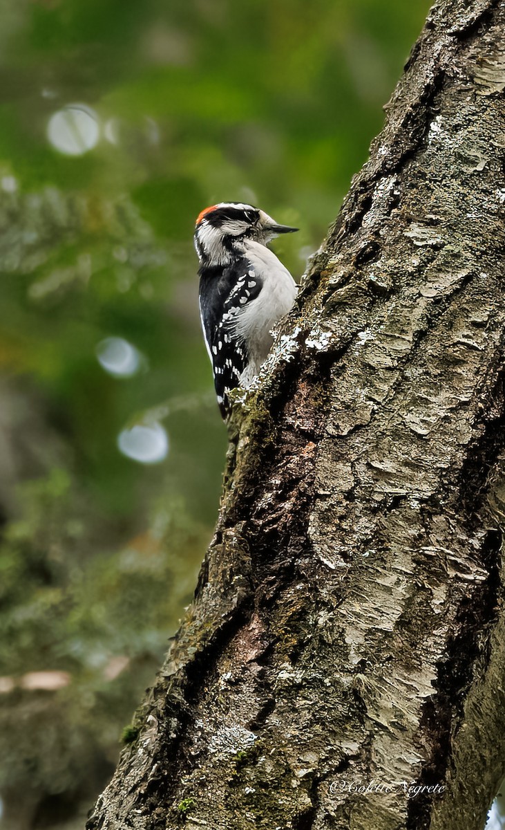 Downy Woodpecker - ML643160881