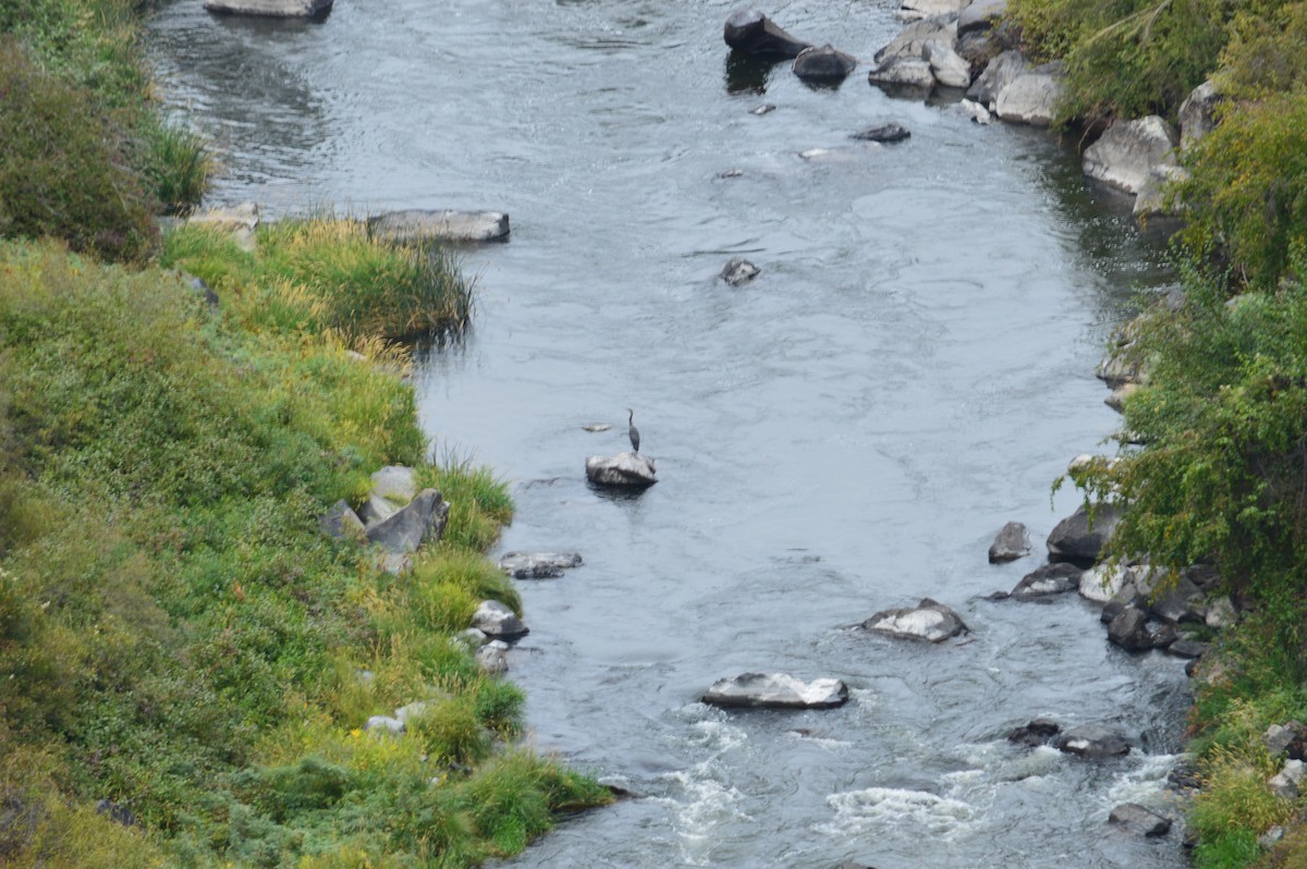 Great Blue Heron - ML643160882