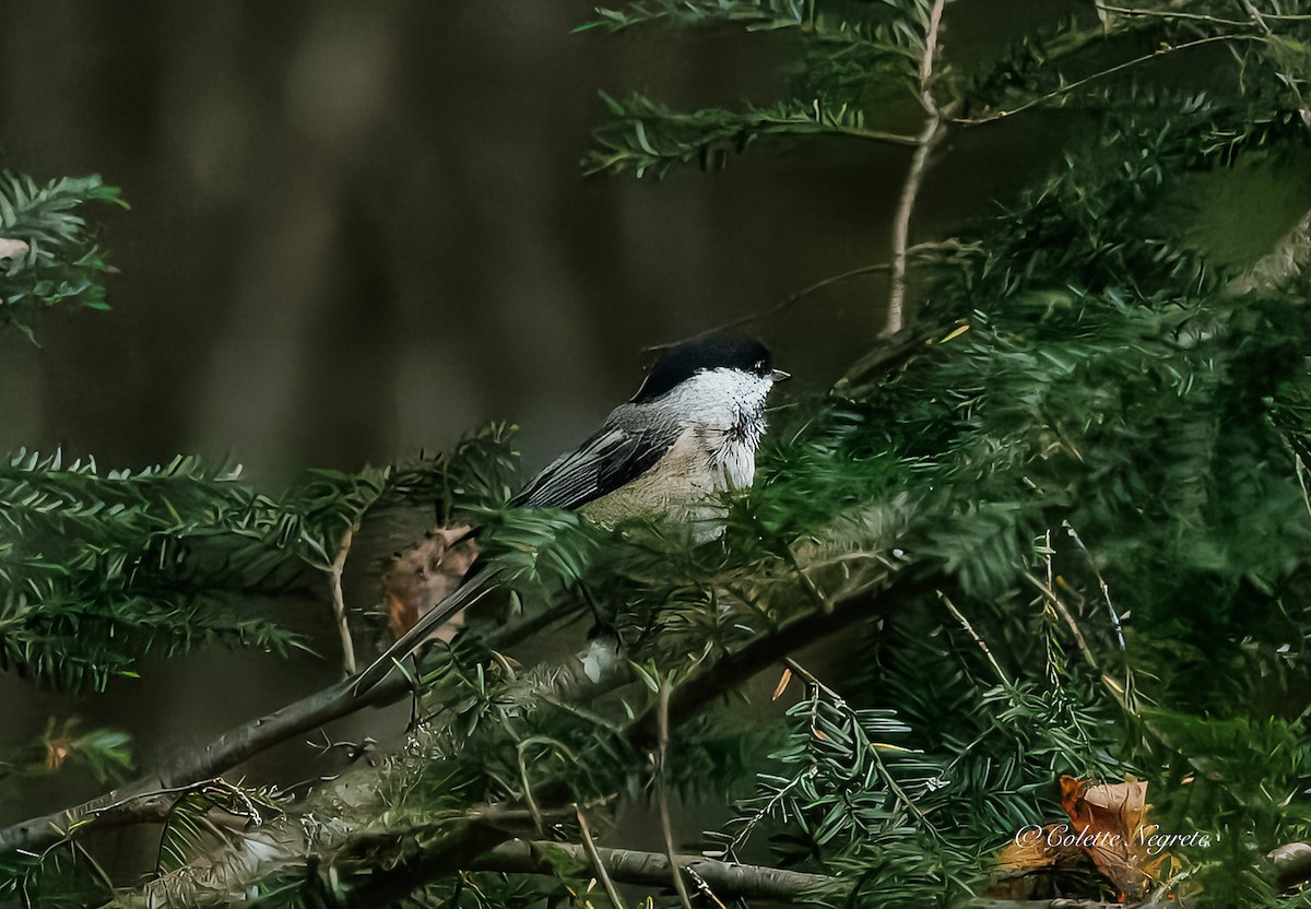 Black-capped Chickadee - ML643160889