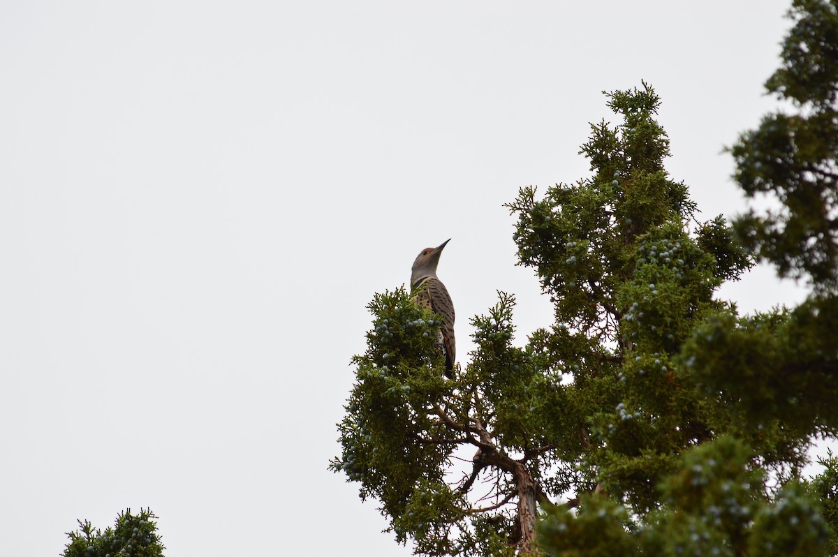 Northern Flicker - ML643160890