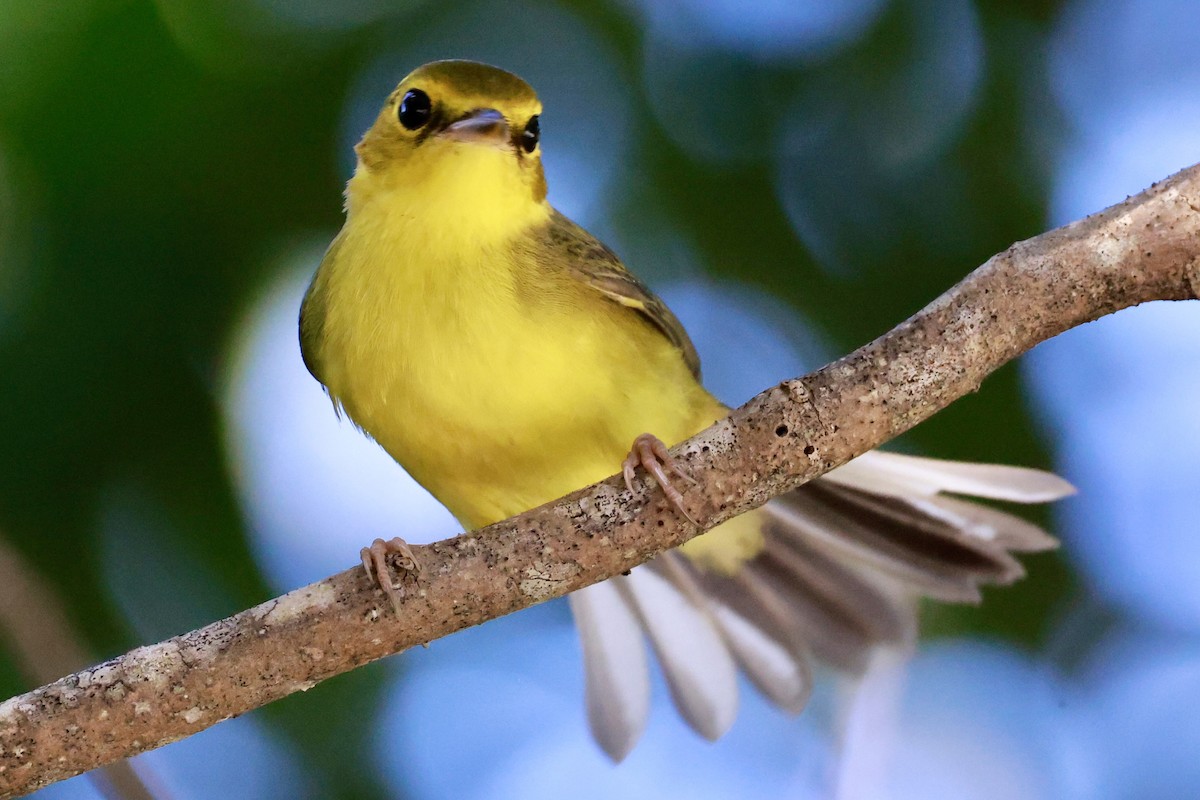 Hooded Warbler - ML643160912