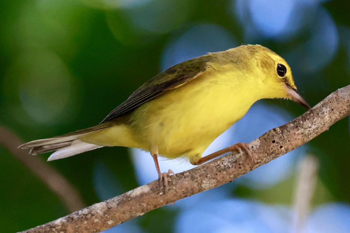 Hooded Warbler - ML643160914