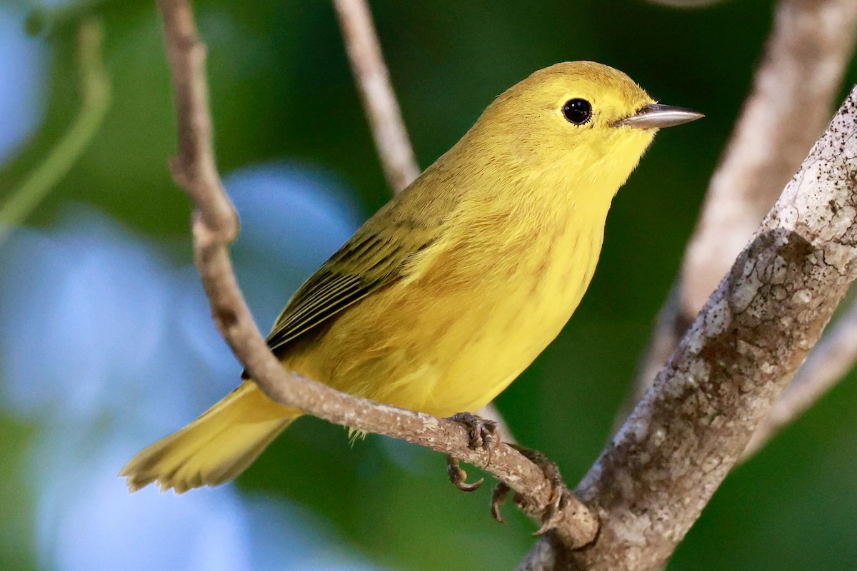 Yellow Warbler - ML643160929