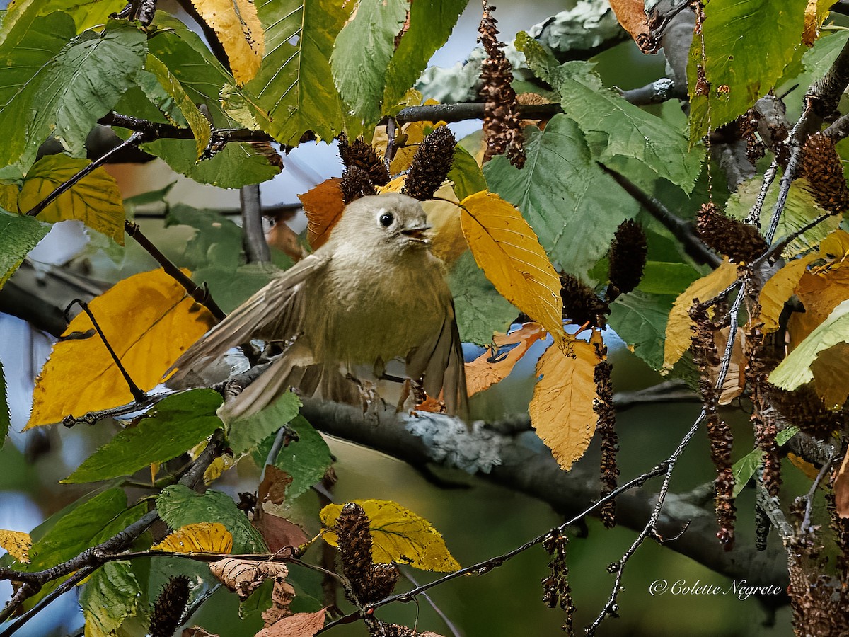 Ruby-crowned Kinglet - ML643160930