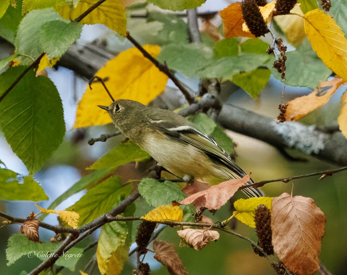 Ruby-crowned Kinglet - ML643160931