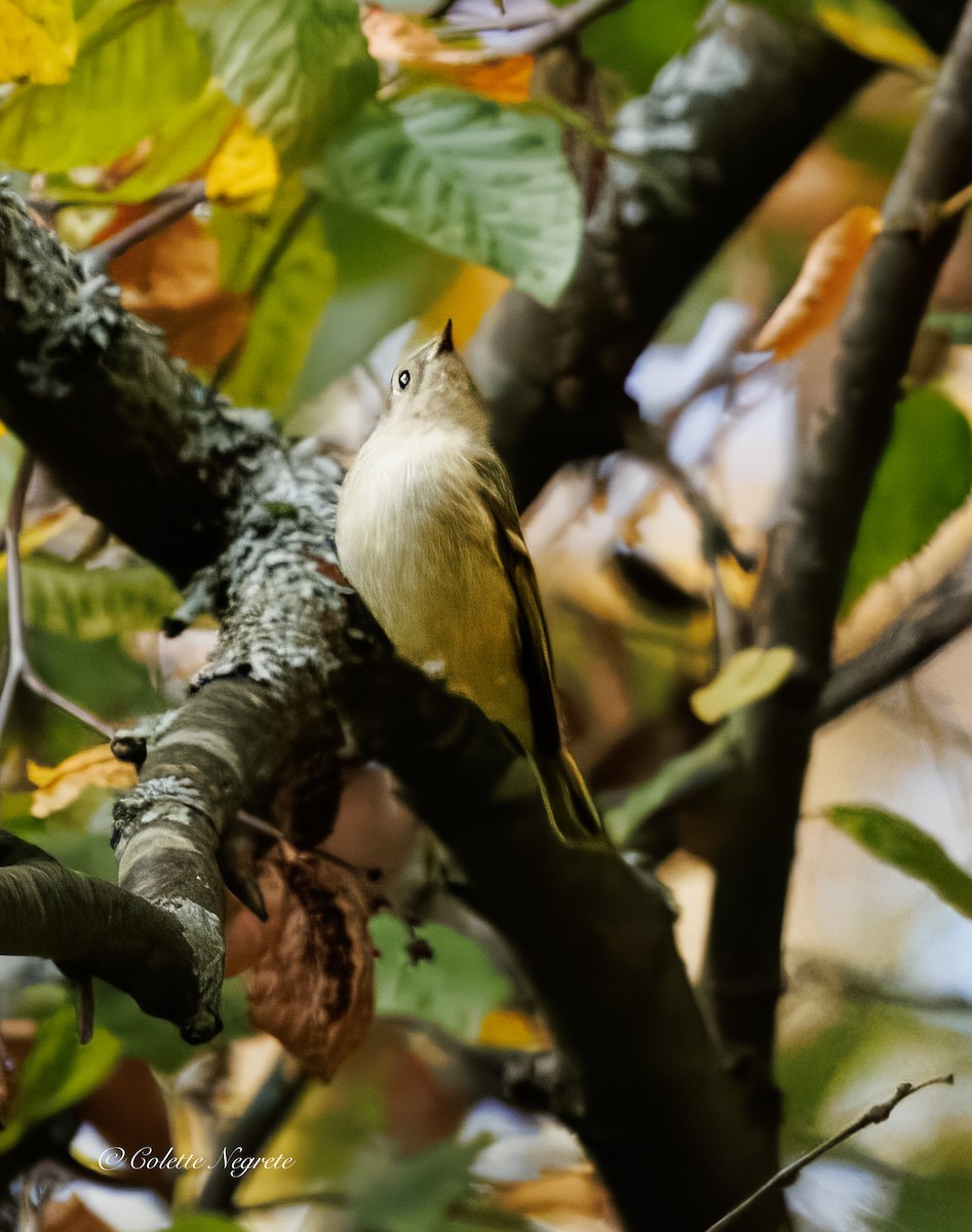 Ruby-crowned Kinglet - ML643160932
