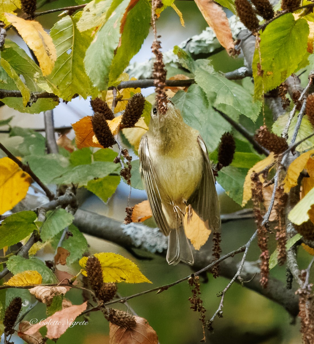 Ruby-crowned Kinglet - ML643160933