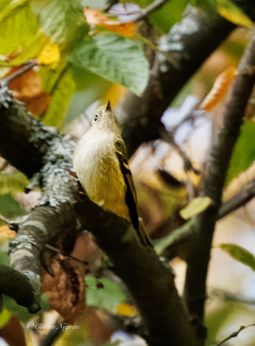 Ruby-crowned Kinglet - ML643160934