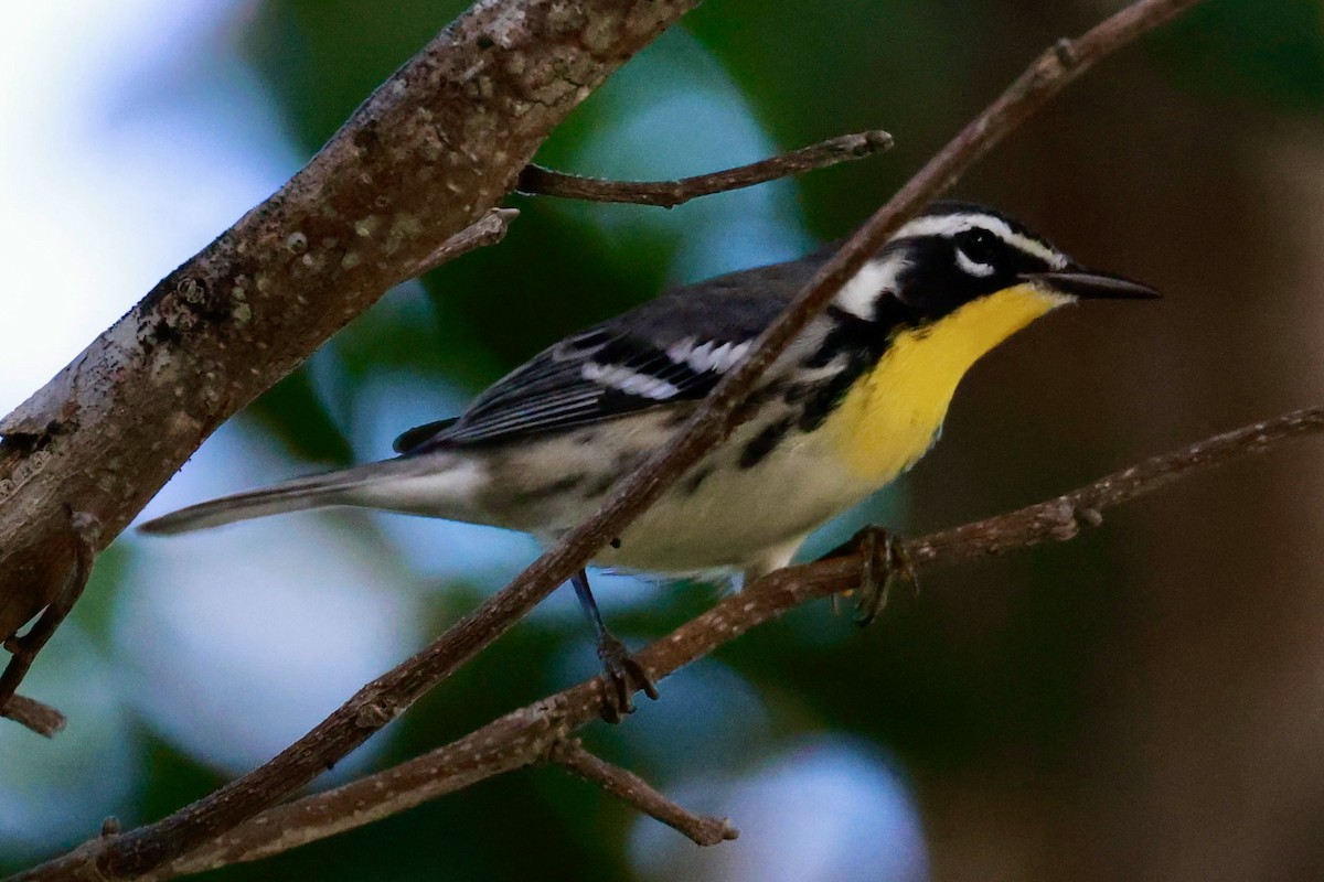 Yellow-throated Warbler - ML643160947