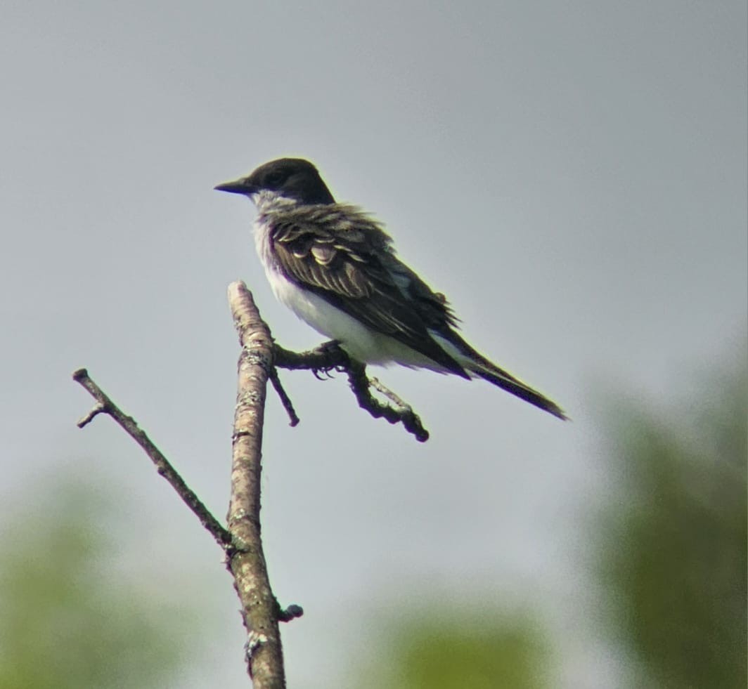 Eastern Kingbird - ML643160952