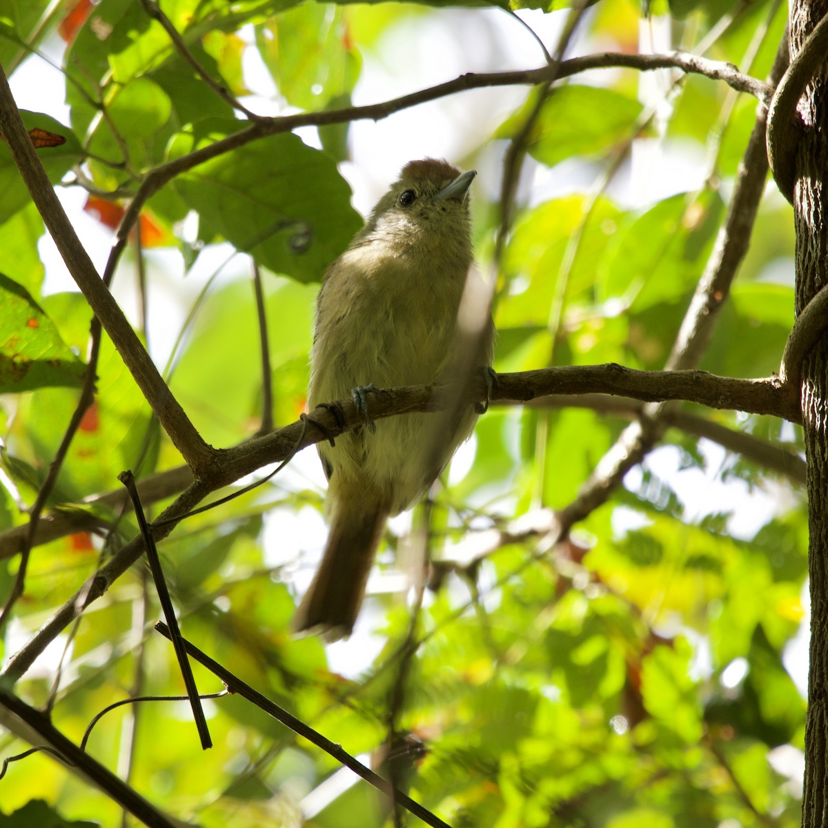 Sooretama Slaty-Antshrike - ML643160960