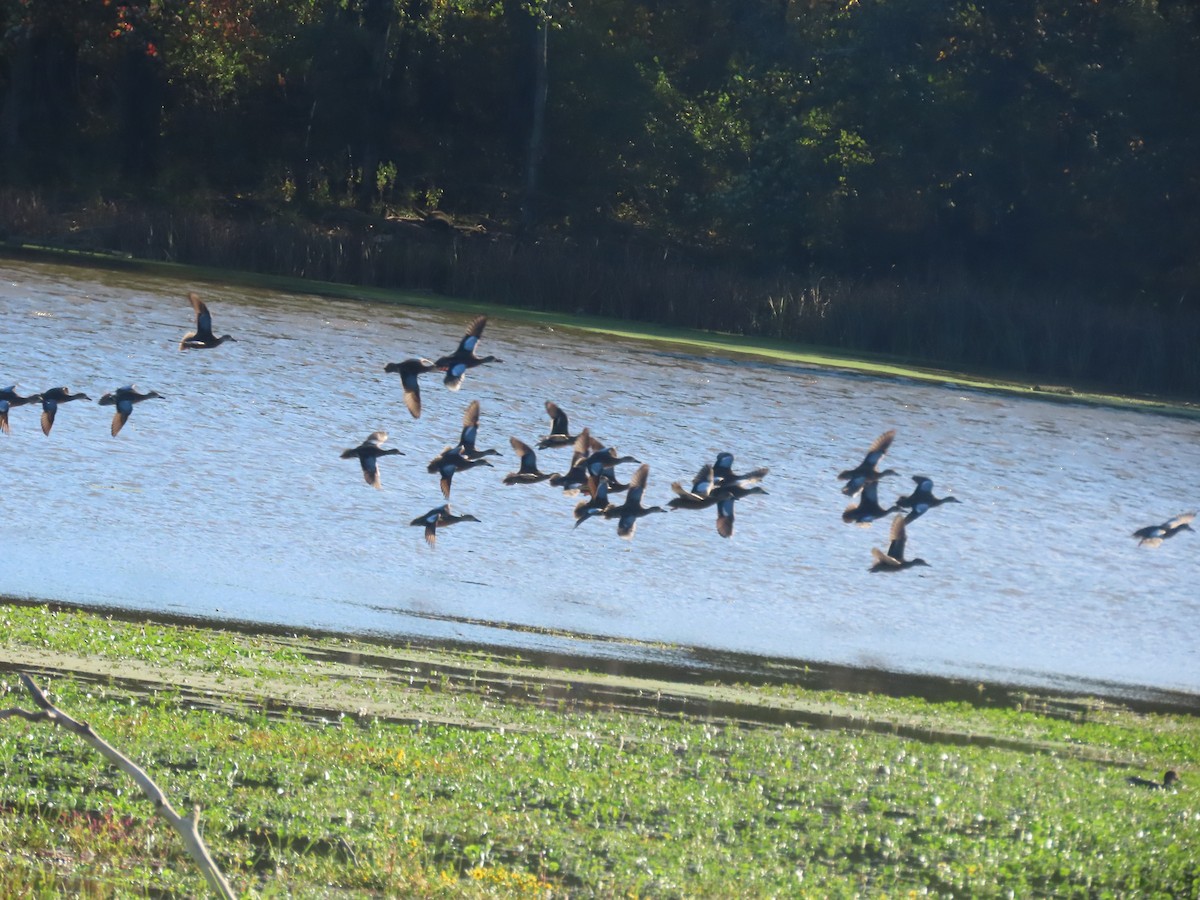 Blue-winged Teal - ML643160961