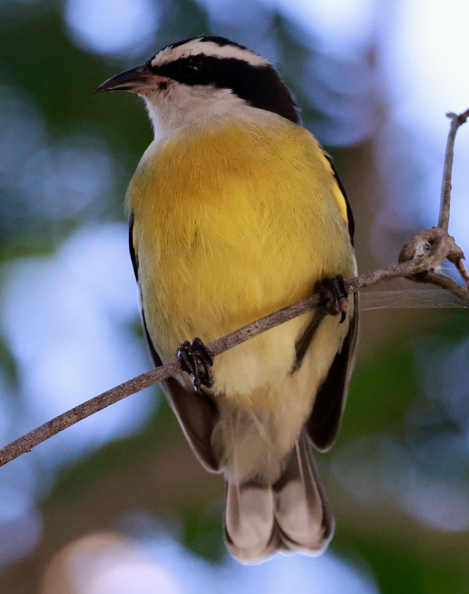 Bananaquit (Cozumel I.) - ML643160962