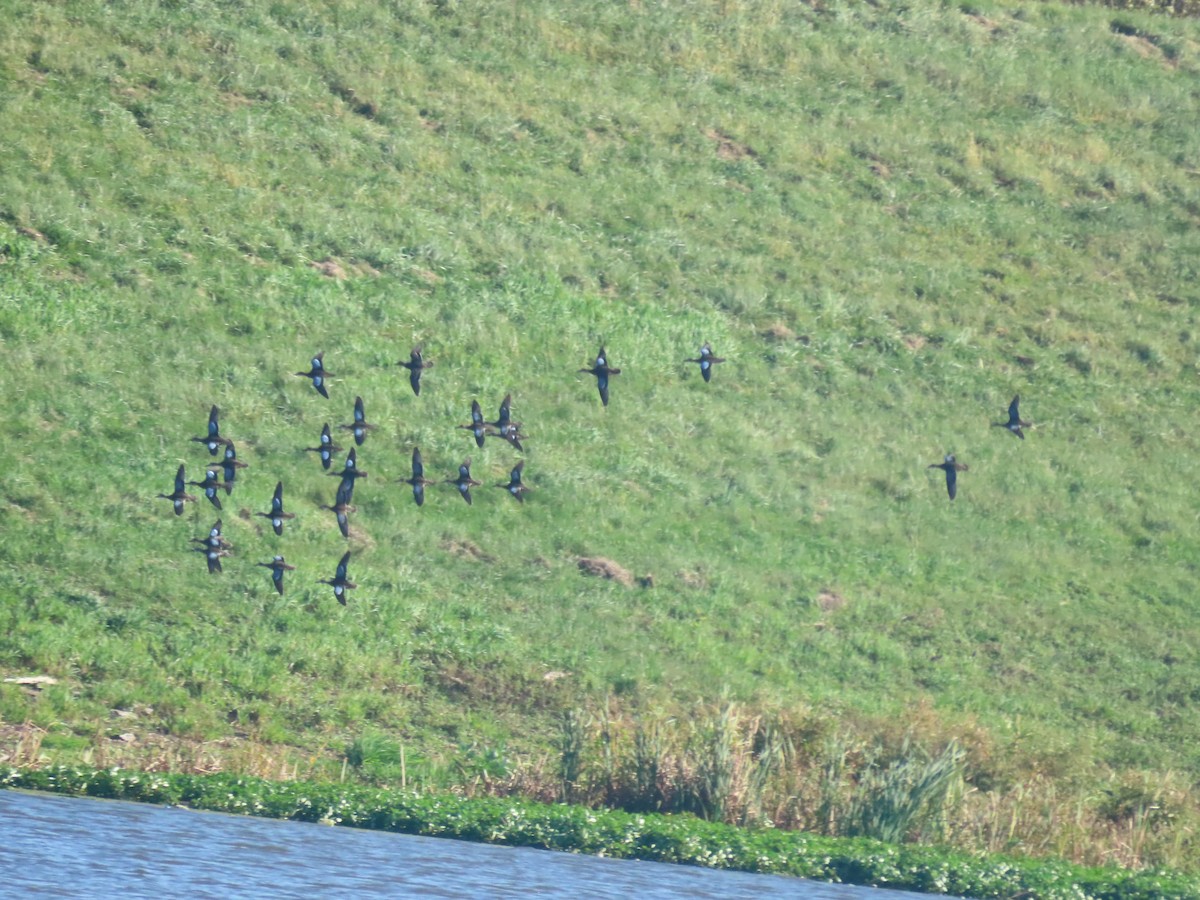 Blue-winged Teal - ML643160963